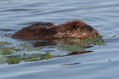 beaver or muskrat 2