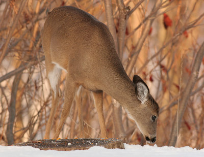 deer 20