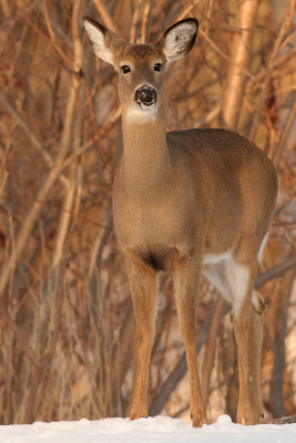 deer 21