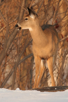 deer 22