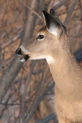 deer 24