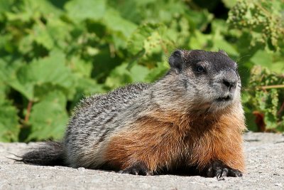 groundhog 1
