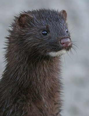 mink 2