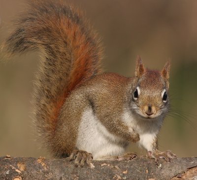 red squirrel 4