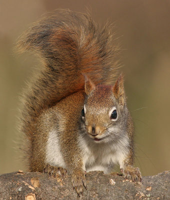 red squirrel 5