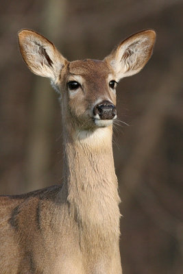 deer 30