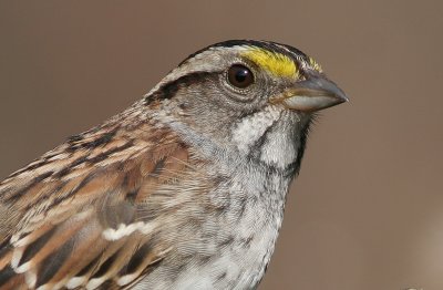 white-throated sparrow 83