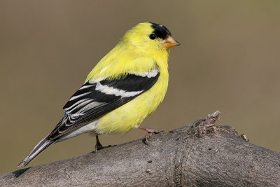 goldfinch 30