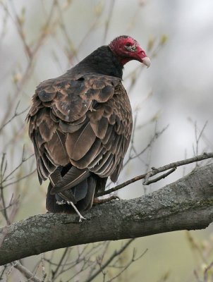 turkey vulture 56