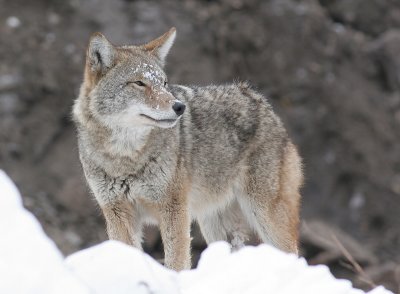 coyote 4