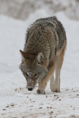 coyote 7
