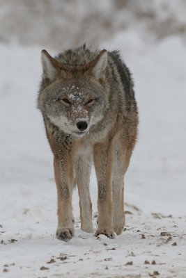 coyote 6