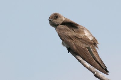 Northern Rough-winged Swallows