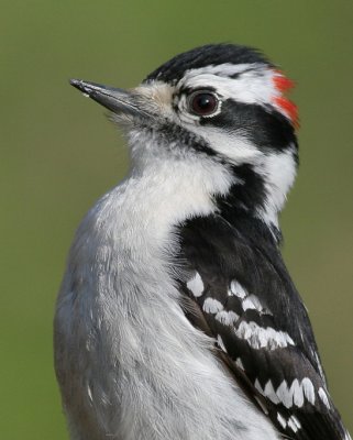 downy woodpecker 453