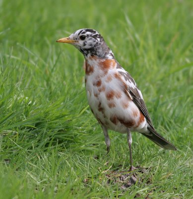 albino robin 27