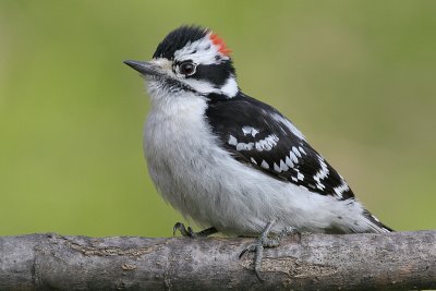 downy woodpecker 454