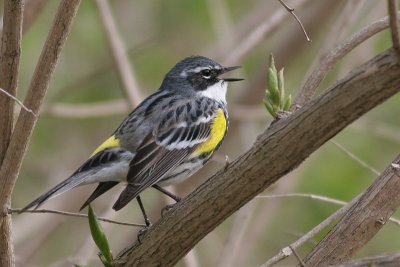 Yellow Rumped Warbler - Male
