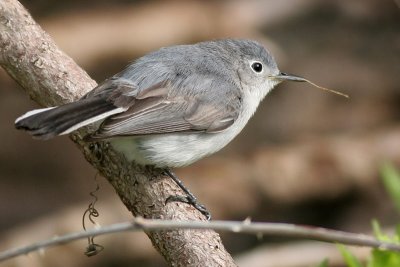 Gnatcatcher - female