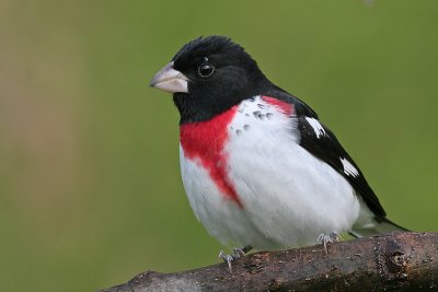 rose breasted grosbeak 17