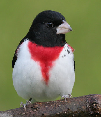 rose breasted grosbeak 18