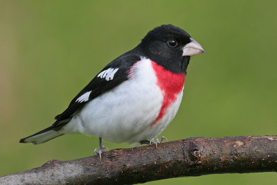 rose breasted grosbeak 19