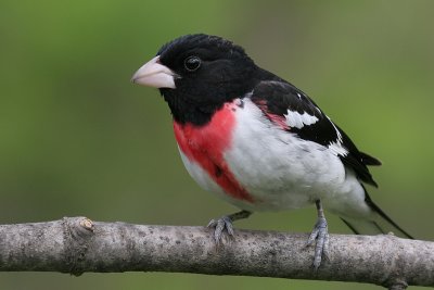 rose breasted grosbeak 20