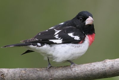 rose breasted grosbeak 21