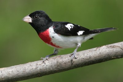 rose breasted grosbeak 22