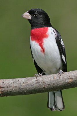 rose breasted grosbeak 24