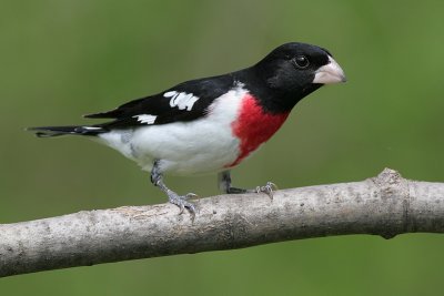 rose breasted grosbeak 25