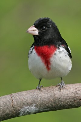 rose breasted grosbeak 27