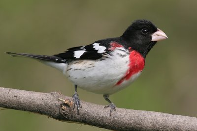 rose breasted grosbeak 29