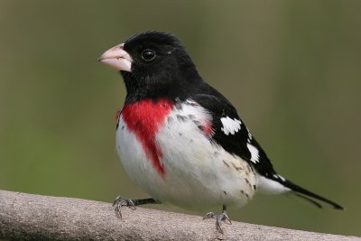 rose breasted grosbeak 31