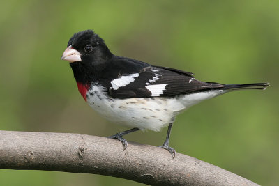 rose breasted grosbeak 33