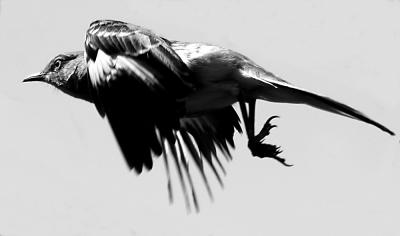 bwbird