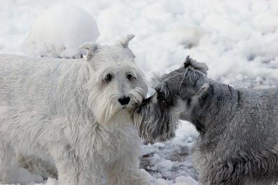 plotting pups