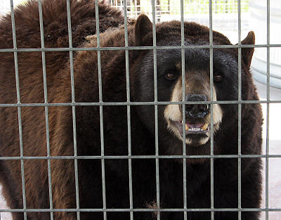 Happy Bear