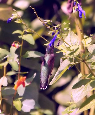 Hummingbird drinking from purple flower