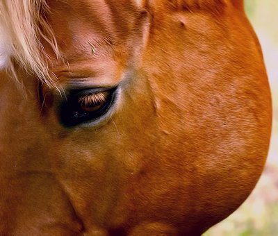 horse lash