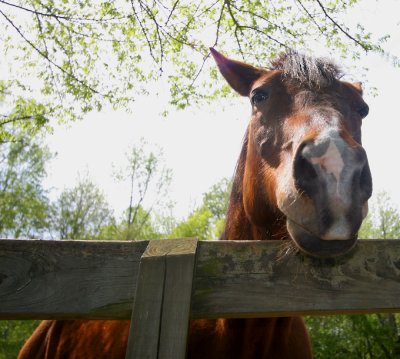 Horse at fence