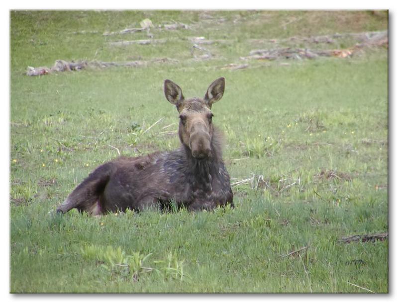 Moose

Pacific Creek Bridger Teton National Forest