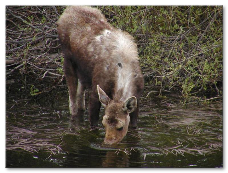 Cow Moose takes a drink just after giving birth to a calf

Christan Pond Area