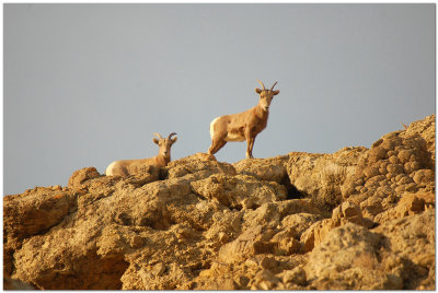 Desert  Bighorns Walker River Paiute Reservation  Nevada