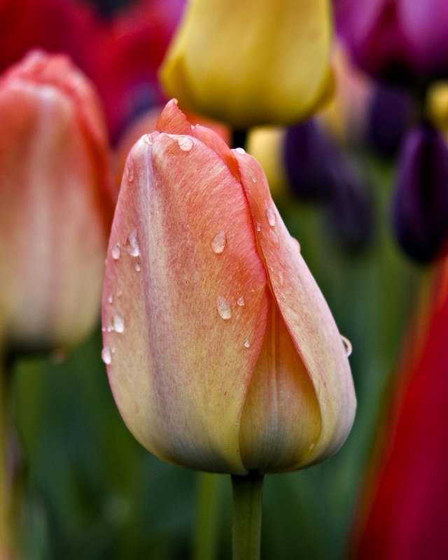 Tulips 2008 #1