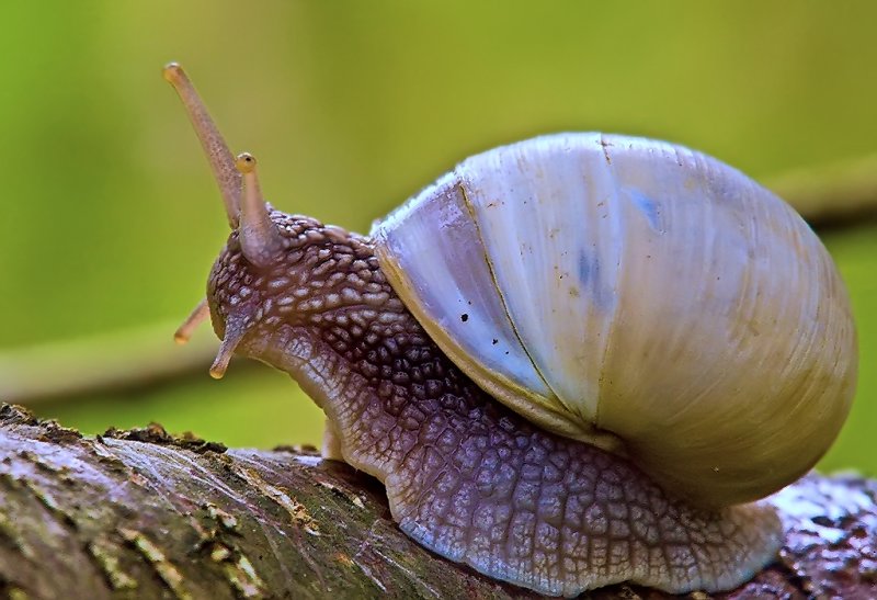 Roman Snail