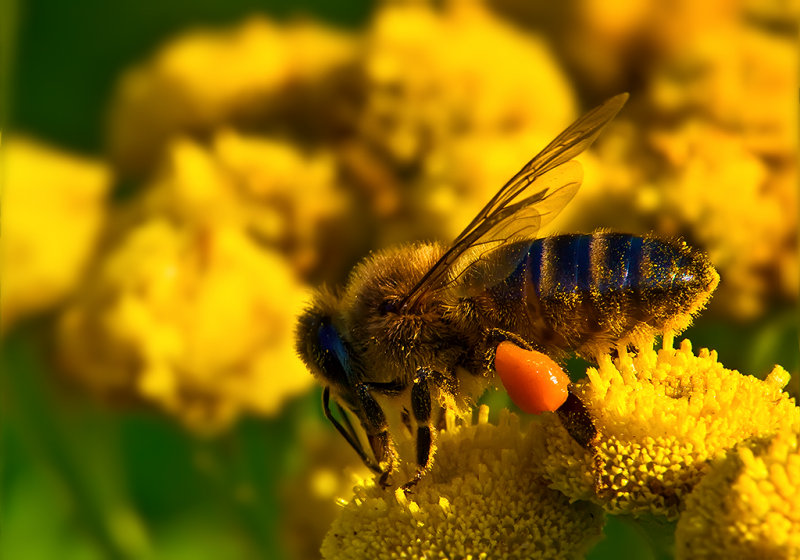 3D Honeybee