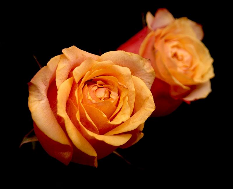 Two Roses