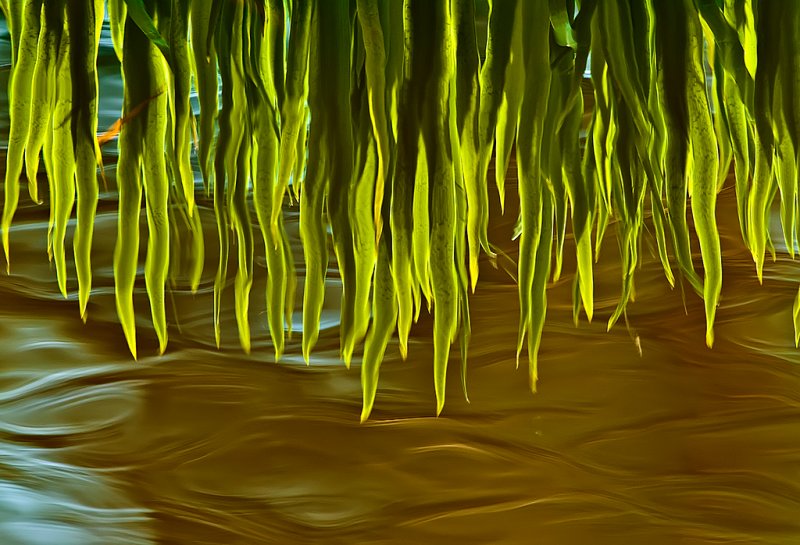 Magical Reflections