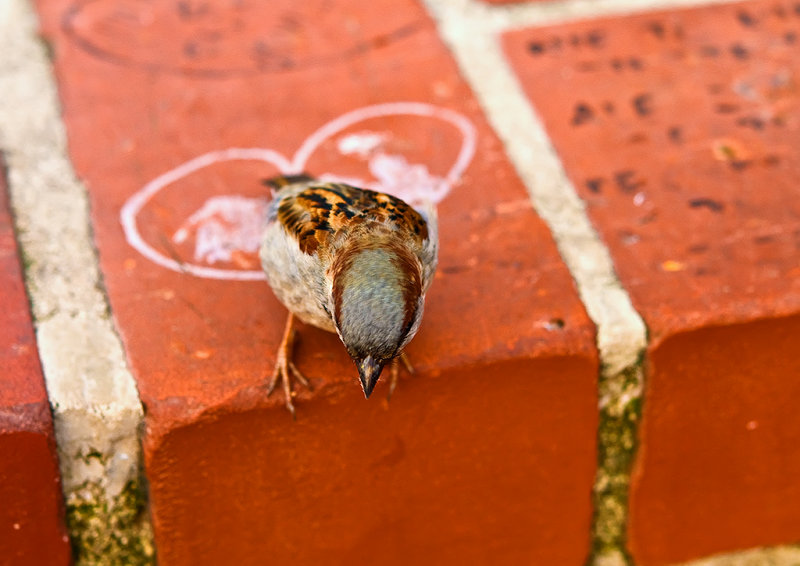 House Sparrow