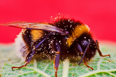 Large Earth Bumblebee